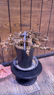 念珠橄欖 念珠橄欖沒藥 Commiphora sp eyl