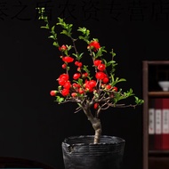 Begonia Potted Plant Flowering Longevity Crown Emerald Ruby Initial Heart Large Jade Multicolor Bico