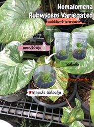 เสน่ห์จันทร์ประกายดาว เสน่ห์จันทร์ เสน่ห์จันทร์ด่าง ของแท้100% Homalomena Rubescens Variegated ต้นไม้ด่าง ไม้เนื้อเยื่อ