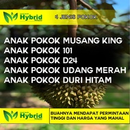 Anak Pokok Durian (Musang king,ioi,D24,Duri hitam)-by Anak Benih Hybrid