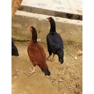 Telur Fertil Ayam Aseel Mianwali