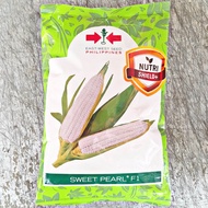 SWEET PEARL F1 HYBRID WAXY CORN SEEDS (1 KILO) by EAST WEST SEED