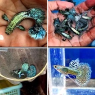 Ikan Guppy Green Dragon Big Ear / Hiasan Aquarium