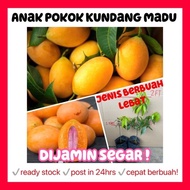 Rina • anak pokok Kundang madu • siam cepat berbuah hybrid lebat marian plum fruit sapling fruits