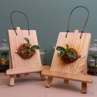 氣氛小夥伴－鹿角蕨上板