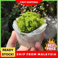 🔥 FULL CUP 🔥 Azolla Segar Stok Cepat Habispokok air/hiasan ternakan air/air plant/makanan ayam itik/