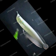 ikan arwana silver brazil 13cm