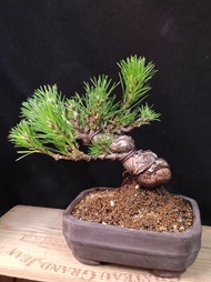日本黑松 矮霸老樁 翠綠葉色 盆景 連 花盆  Plant Bonsai 塊根 矮霸 松樹 植物 禮物 盆栽 Black Pine Tree  gift【實拍。只此一盆】