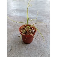 SUNDEW/DROSERA SERPENS