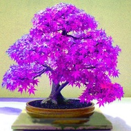 20Pcs Beautiful Purple Maple Seeds Home Garden Yard Bonsai Plants Ornament