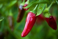 Savetron Serbuk Cili Api Chili Padi_Serbuk Terlalu Pedas_500gram_Cili Powder 辣椒