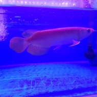 Ikan Arwana Super Red Terbaru