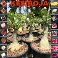 adenium plant thailand multi layer pokok kemboja READY STOCK MALAYSIA