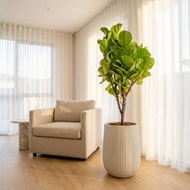 多枝小葉琴葉榕水泥盆栽 大盆栽 直條湛白圓盆 落地盆栽禮