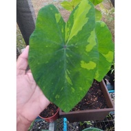 Alocasia lemon lime gecko pokok hidup