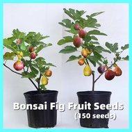 100% Original 150 Seeds Fresh Bonsai Fig Tree Seeds for Planting Fruit Plants Tropical Ficus Carica Seed Fig Fruit Seeds for Pots Dwarf Fruit Trees Plants Seeds Berries Fruits Live Plants for Sale Real Plants Indoor Plants Balcony Seedlings Fruit Trees