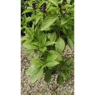 Pokok Thai Basil (Selasih Thai)
