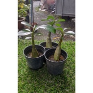 Anak Pokok Adenium ( Buy 1 Free 1 Pokok  )