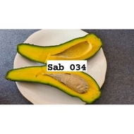 Anak Pokok Avocado SAB 034