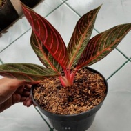 tanaman hias aglonema red Sumatra/bunga aglonema red Sumatra