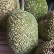 buah nangka matang 1 pcs