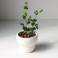 植栽 盆栽 l 捲葉榕 可愛爆表捲心榕 室內植物 辦公室盆栽