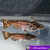 Colombian Catfish / Driftwood Catfish / Ikan Lele Kolombia / Colombia