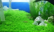 Amefurashi Biji Benih Big Leaf Grass Carpet Seed Aquascape Aquarium Plant Seed