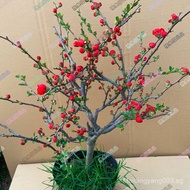 clearance sale Begonia Flower Potted Plant Old Stump Bonsai Longevity Crown Green Gem Begonia Flower