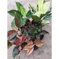 ♬Aglaonema Varieties Part 4 (Rare /baby to large size)♟