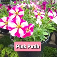 Tanaman Hias Bunga Gantung Petunia Bunga Petunia