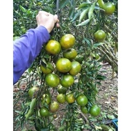 pokok limau madu 3 kaki keatas