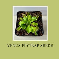 Venus flytrap seeds (50 seeds)