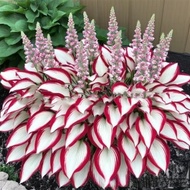 [Supply] Colorful Leaf Jade Hairpin Flower Seed Jade Flower Seed Potted Flower Seed White Crane Flow