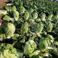 More Leaves Winter Beet Cabbage Seeds Cold-Resistant Knot Balls Heart-Covered Cabbage Seeds Autumn W