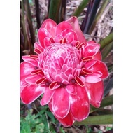 Benih Anak Pokok Kantan Merah Borong (30 pcs)+(free 2)=(Rm190)