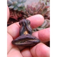 wood carved pidta tok raja style remakes.