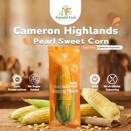 NF Cameron Pearl Sweet Corn (Whole）