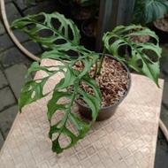 monstera obliqua peru