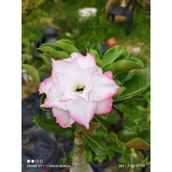 READYSTOCK ADENIUM PUTIH BINGKAI SOFT PINK CUN