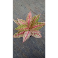 Sindo - Aglaonema Pink Legacy By Idamulya Florist Live Plant PLRJ11Z07D