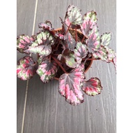 Bagonia Fresh Flower