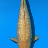 Ikan Koi Import Golden Corn 50bu