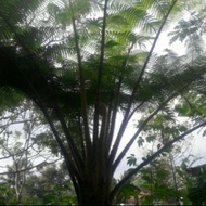 Pohon pakis besar media tanam anggrek 3 meter