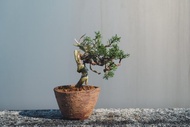 系魚川真柏造型盆栽 手工盆 真柏盆栽 迷你松柏盆栽