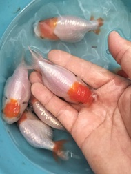 Goldfish Ranchu Red White Ranchu Live Fish Aquarium Ikan Hiasan