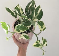 Tanaman hias epipremnum aureum N joy