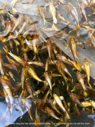 【水中游】黃金孔雀 黃金甲 大耳孔雀魚