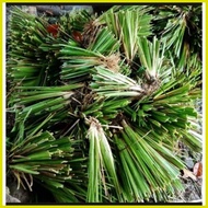 ◐ 30pc/ of Vetiver grass Landscaping grass Vetiver, (Chrysopogon zizanioides)