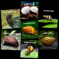 NERITE LIVE SNAIL ALGAE EATER LIVE ANIMAL AQUARIUM